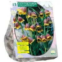Baltus Fritillaria Michailovski - 15 stuks