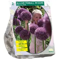 Baltus - Allium Pinball Wizard per 2 bloembollen
