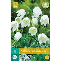 JUB - Fritillaria meleagris alba