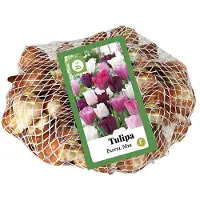 JUB Tulipa Pastel mix , 40 bloembollen