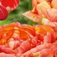 JUB Tulipa Gudushnik Double , 15 bloembollen