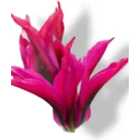 JUB - Tulipa doll's minuet