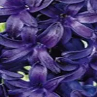 JUB - Hyacinthus Blue Trophy