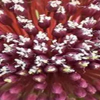JUB - Allium red mohican