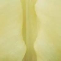 JUB - Tulipa Creme Fraiche