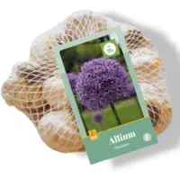 JUB Allium Gladiator , 8 bloembollen