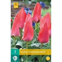 JUB - Tulipa Trauttmansdorff, 5 bloembollen