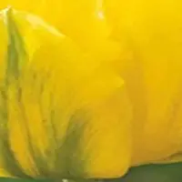 JUB - Tulipa Marie Jo