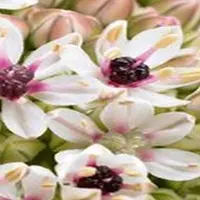 JUB - Allium silver spring