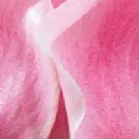 JUB - Tulipa Miss Elegance