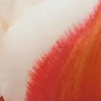 JUB - Tulipa Willem van den Akker