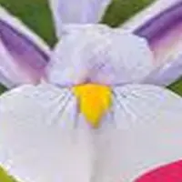 JUB - Iris hollandica Carmen