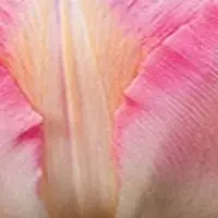 JUB - Tulipa Finola