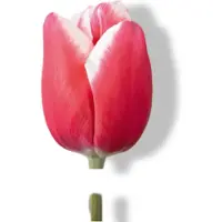 JUB - Tulipa universum