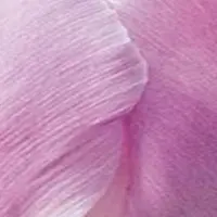 JUB - Tulipa Candy Prince