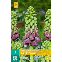 JUB - Fritillaria persica purple favorite