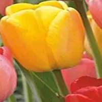 JUB - Tulipa Darwin hybride Mix
