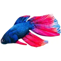 Gaby The Siamese Fighting Fish Pillow Blauw