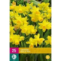 Jub holland - bloembollen - Narcissen Tête-à-tête - maat 10/11 - 25 stuks
