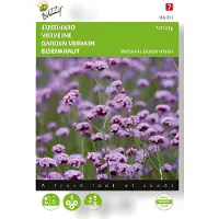 Buzzy - Zaden verbena ijzerhard vanity 25 zaden