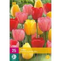 JUB Tulipa Darwin hybride mix 20 bollen