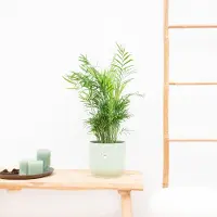 Green bubble Chamaedorea elegans - 50cm