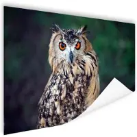 MuchoWow Oehoe uil Poster 60x40 cm - Foto print op Poster (wanddecoratie)