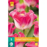 JUB - Tulipa crown of dynasty