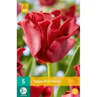 JUB - Tulipa red dress