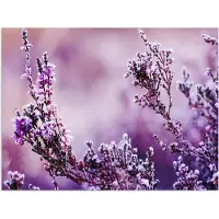 PosterMonkey Poster 160x120 cm - Lavendel - Winter - Bloemen - Paars - Posters - Kamer decoratie - Wanddecoratie woonkamer - Muurdecoratie slaapkamer XXL