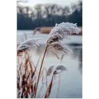 PosterMonkey Poster 40x60 cm - Riet - Gras - Natuur - Winter - Meer - Posters - Kamer decoratie - Wanddecoratie woonkamer - Muurdecoratie slaapkamer