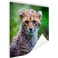 MuchoWow Poster Portret van een cheeta - 50x50 cm