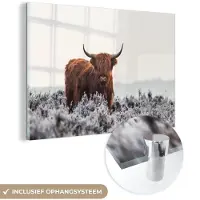 MuchoWow Glasschilderij 180x120 cm - Schilderij acrylglas - Schotse hooglander - Dier - Natuur - Wit - Foto op glas - Muurdecoratie woonkamer - Wanddecoratie slaapkamer - Schilderijen