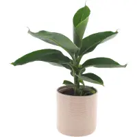 Intenza Bananenplant | 30cm |Met Off White keramieken pot