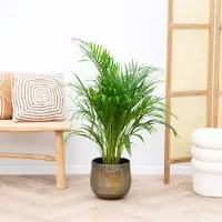Green bubble Dypsis Lutescens (Areca palm) - 100cm