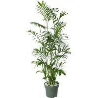 Beautanic Lifestyle Mexicaanse Dwergpalm (Chamaedorea Seifrizii) D 27 H 130 Cm