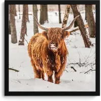 PosterMonkey Poster in lijst - Fotolijst 40x40 cm - Posters - Schotse Hooglander - Sneeuw - Winter - Natuur - Dieren - Posterlijst zwart - Decoratie - Wanddecoratie woonkamer - Muurdecoratie slaapkamer