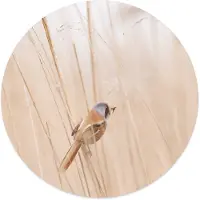 Label2X Muurcirkel vogel riet