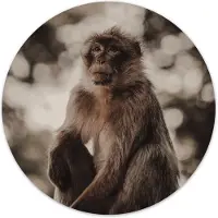 Label2X Muurcirkel monkey