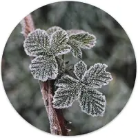 Label2X Muurcirkel frost plant