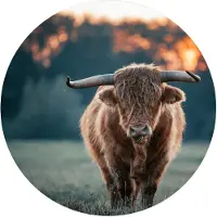 Label2X Muurcirkel Schotse hooglander - zon