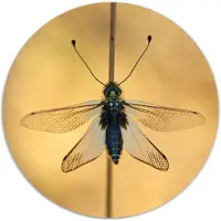 Label2X Muurcirkel insect