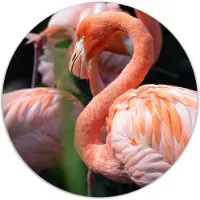 Label2X Muurcirkel flamingo dream