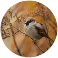 Label2X Muurcirkel vogeltje op takje