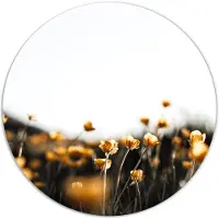 Label2X Muurcirkel mini yellow flowers