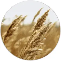 Label2X Muurcirkel gold grain