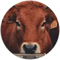 Label2X Muurcirkel brown cow