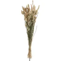 J-Line Bundel pluim hazenstaart gedroogd gras naturel