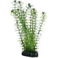 Hobby Plant Lagarosiphon 60CM