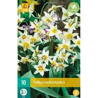 JUB - Tulipa turkestanica